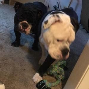 Meet your Posher, Anker-little